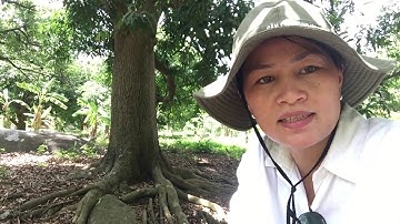 VƯỜN XOAI THANH CA CỔ THỤ BÊN SƯỜN NÚI BÀ ĐEN