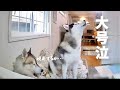 【留守番】寂しくて号泣する弟に兄が取った行動がまさかの脱走でした・・・笑　【シベリアンハスキー】