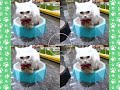寵喵樂《閃亮鑽石舞台貓抓板-黑/藍》EP-020(送iCat 寵喵樂-CAT STICK木天蓼棒 (牛奶/薄荷) *1盒  隨機出貨) product youtube thumbnail