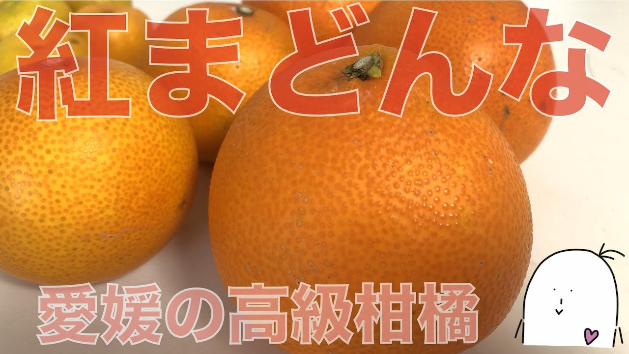 紅まどんな 特徴紹介 愛媛県の高級柑橘の食レポ 食べ方 切り方 スマイルカット 大きくて甘い 糖度はどのくらい Youtube