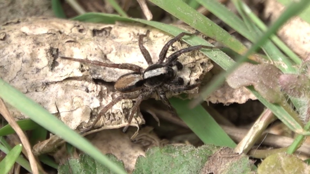 Common Fox-spider (Alopecosa pulverulenta)  - Brighton, April 2021