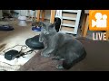 AO LIVE 📽️ 2️⃣ (ロシアンブルー RussianBlue)