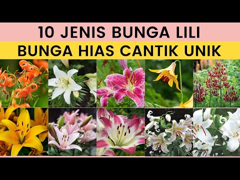 Video: Varieti Lily Biasa - Jenis Lili Dan Apabila Ia Mekar