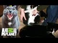 Los gatos más agresivos | Mi gato endemoniado | Animal Planet