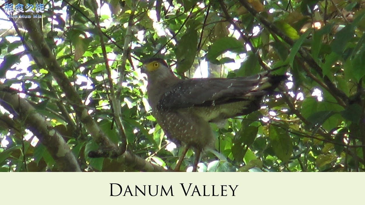 Danum Valley in Borneo Sabah - YouTube