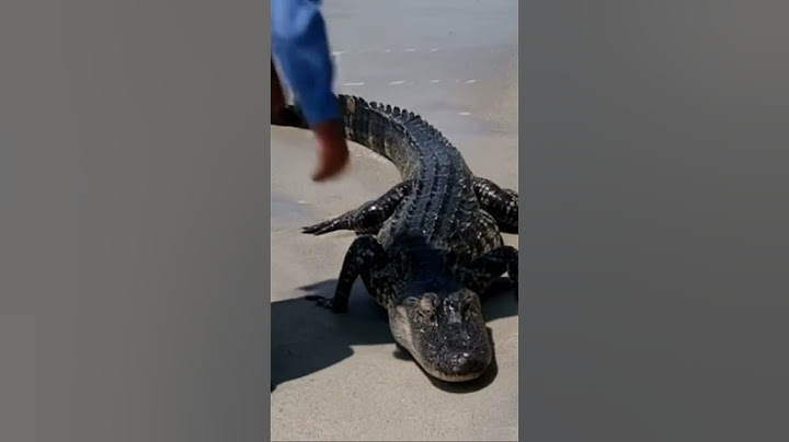 Gaytir Gets Arrested #police #alligator