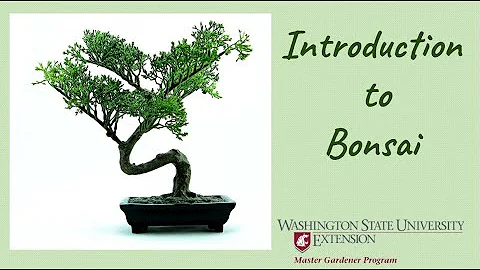 Introduction to Bonsai