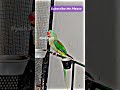 Parrot happy mode signs you should look for today #parrotbehavior #petbirdcare #happyparrot #shorts