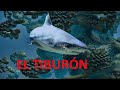 El tiburón. Vídeo educativo para niñ@s.