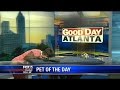 LOL: Excited kitten takes bouncing leap during Good Day Atlanta