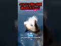 モササウルスの生き残りか…#uma #未確認生物 #未確認生命体