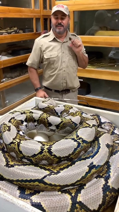 🤣😂Very Angry Danger Pythons🤣😂 | Dangerous Python Snake | #shots #viral ...