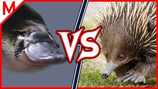 34💥Platypus vs Echidna | +Maned Wolf vs Dhole winner by M from aniMals 23,752 views 3 years ago 10 minutes, 5 seconds