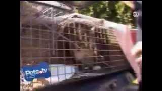 FixNation - Pets TV Segment 3 by FixNationClinic 599 views 11 years ago 4 minutes, 11 seconds