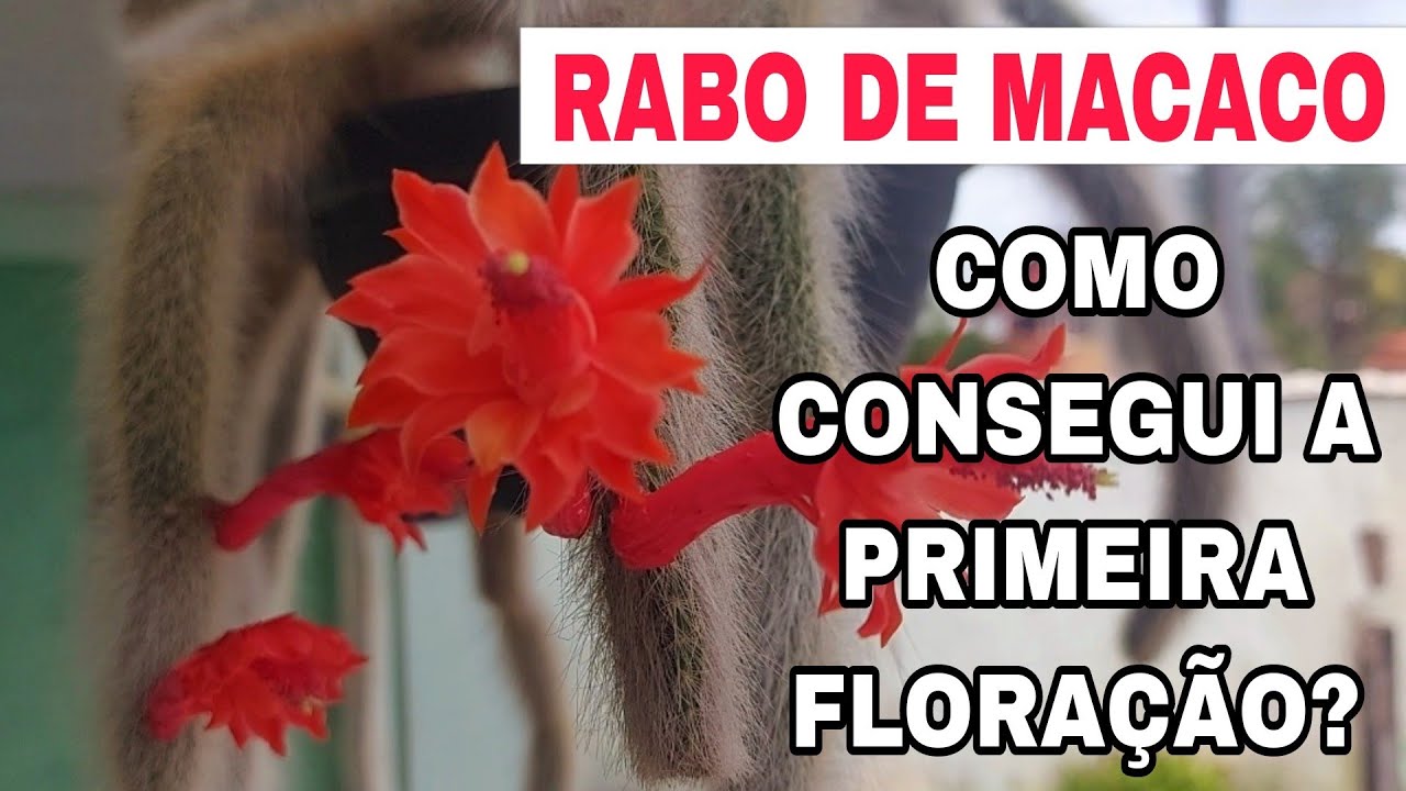 COMO CONSEGUIR A PRIMEIRA FLORAÇÃO NO SEU RABO DE MACACO☝️⚘️esse só floriu  depois que fiz isso - thptnganamst.edu.vn