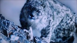 Snow Leopard vs 200 Ft  Drop