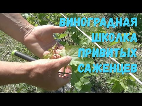 Виноградная школка привитых