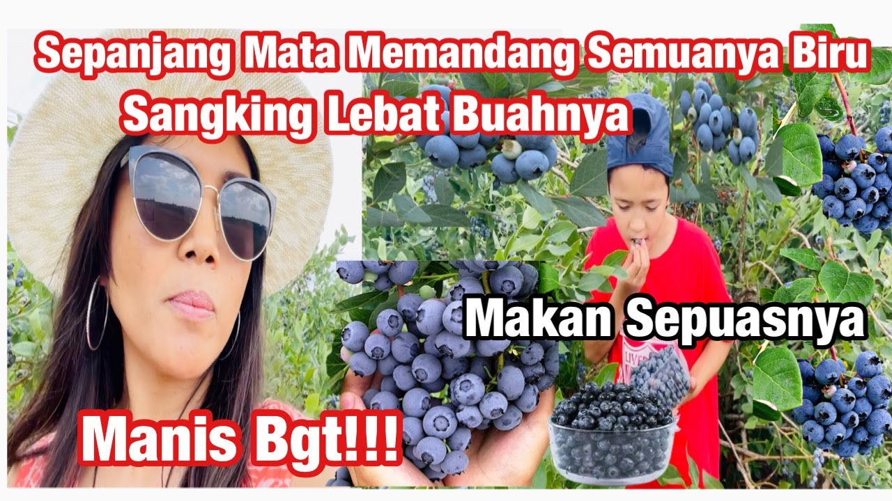 PANEN BUAH BLUEBERRY, BUAH NYA MELIMPAH RUAH! SEPANJANG MATA MEMANDANG SEMUANYA BERWARNA BIRU