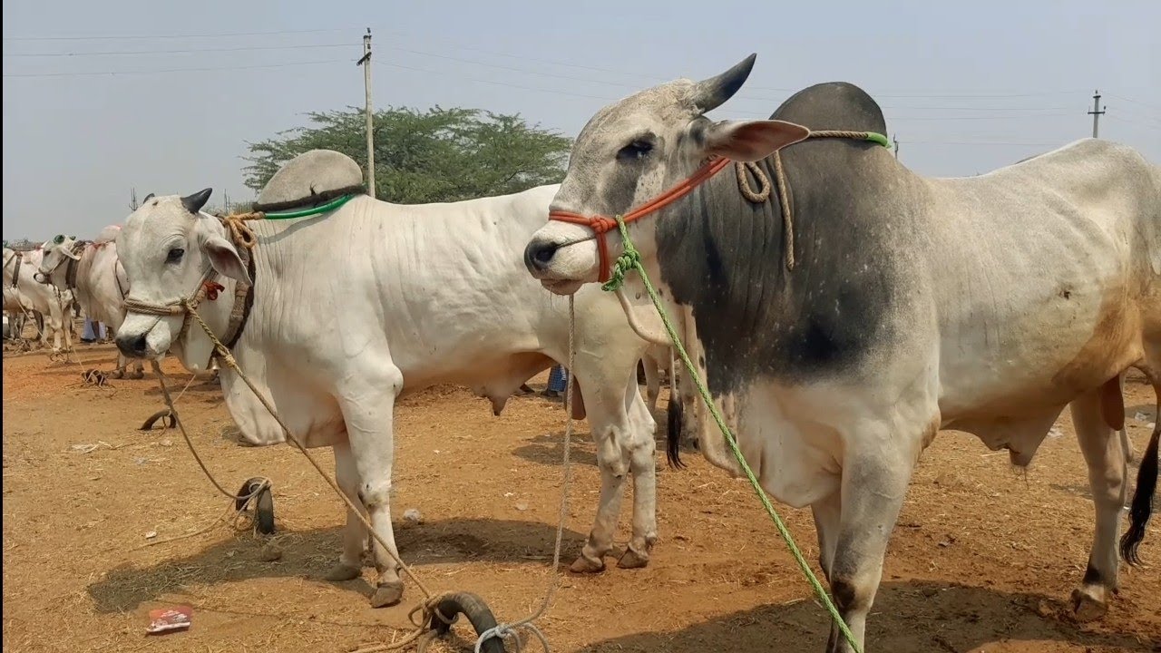 pebbair eddula santha | Ongole Bulls prices in pebbair market ‎@PURNA FARMS AGRICULTURE 