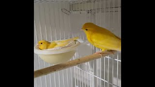 The best way to put canary male with a female to breed