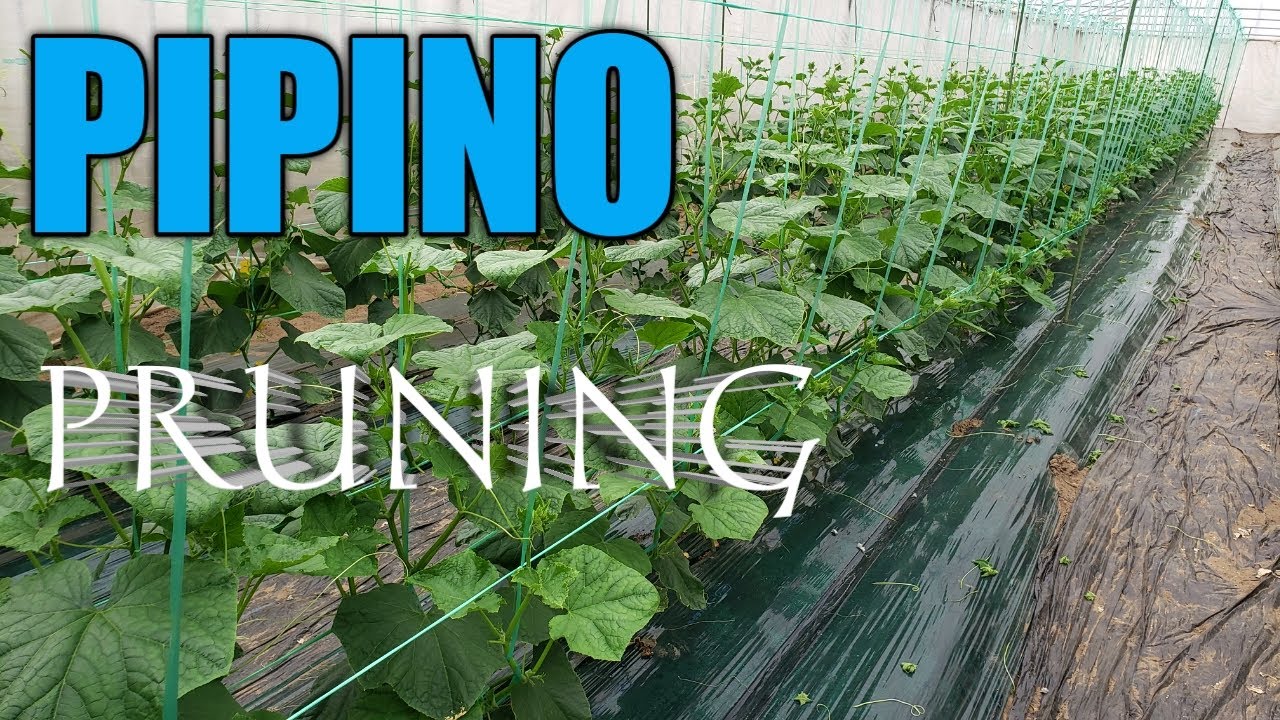 Paano Mag Pruning ng Pipino
