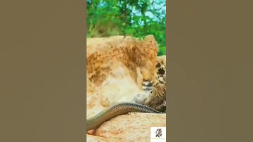 مواجهة النسر و اناكوندا تحبس أنفاس 
