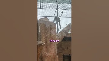 Hilarious Monkey Jump Scare 😂