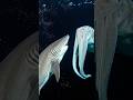 Shark vs Giant Squid: The Terrifying Deep Sea Battle You've Never Seen! wildlife documentary 4k
