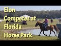 Elon the Mustang competes in Extreme cowboy obstacle racing in Florida