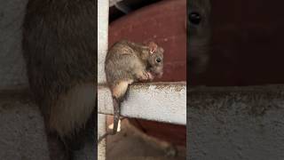 This Temple Has 25,000 Rats & People Worship Them