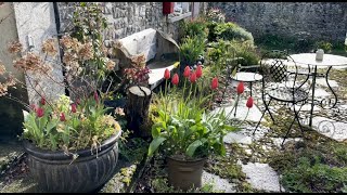 Someone asked how I naturalise tulips, I try to explain. We had sunshine by Zwartbles Ireland Suzanna Crampton 534 views 3 weeks ago 9 minutes, 53 seconds