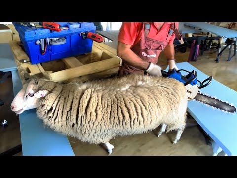 🐑✂️Massive Sheep Makeover: