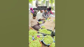 Super Sonaka Grapes Export From India to Globally