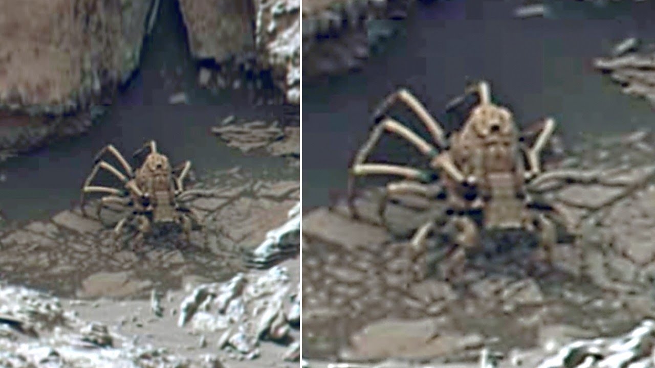 This Man Just Released The Clearest Images Of Alien Life On Mars - YouTube