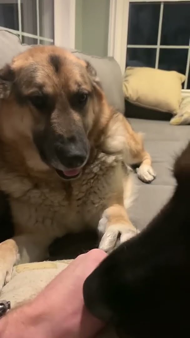 German Shepherd Demands All The Attention || ViralHog