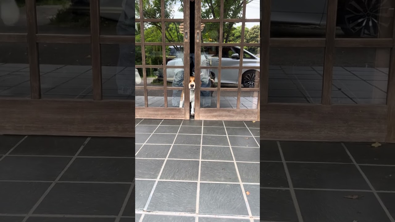 脱獄イッヌ