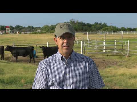 Oklahoma Gold Program for Replacement Heifers?