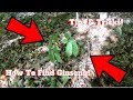 How to Find Wild Ginseng!