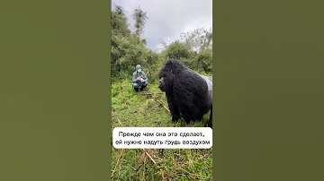 Вы когда-нибудь видели как горилла бьет себя в грудь? #shortsyoutube #animalshort #животные #гориллы