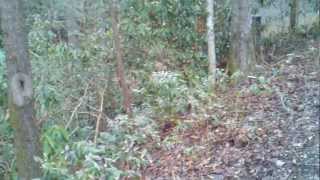creekside oasis 1