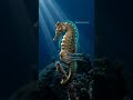 The Ocean Creature Where the Father Gives Birth 😱 (Seahorse Secret Explained)