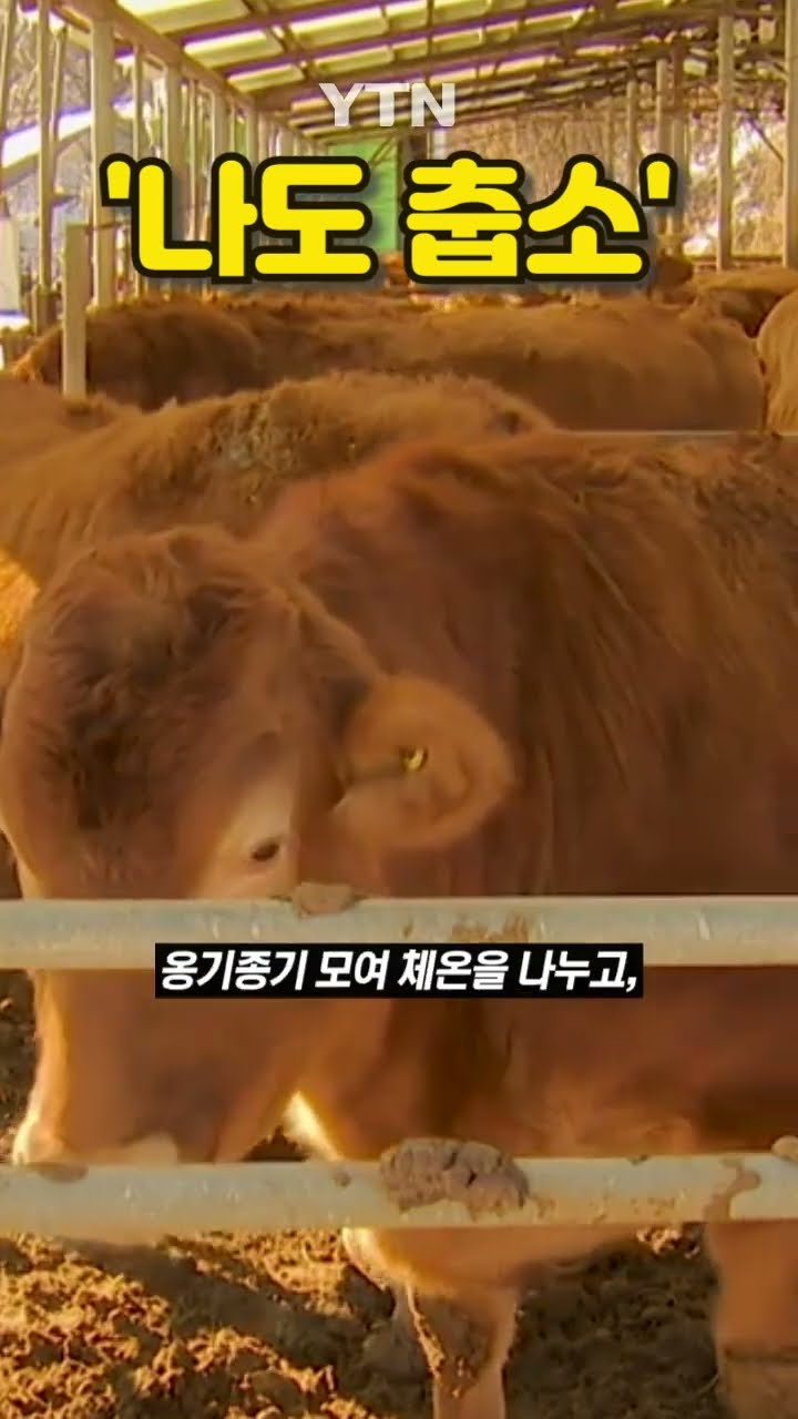 엉덩이 붙이고 옹기종기 #shorts / YTN