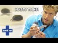 A Malnourished Penguin Is INFESTED WITH TICKS | Bondi Vet