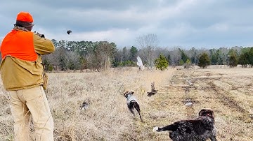Quail Hunting with Wirehaired Pointing Griffons and Cook Coggins at Little "q" Ranch