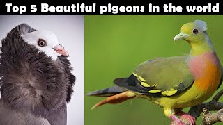 TOP 5 MOST BEAUTIFUL AND FAMOUS PIGEON OF THE WORLD||#dunia k 5 khoobsurat kabuter || BIRDS NATURE