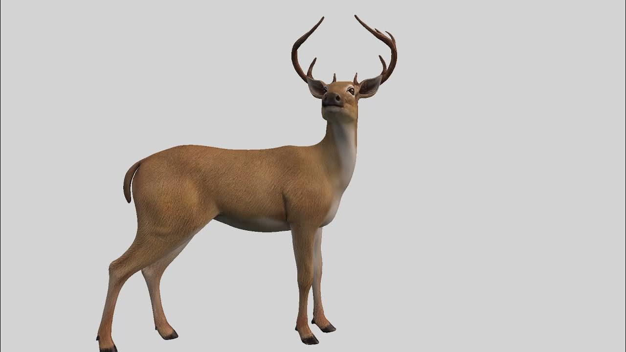 Reh Geräusche zum anlocken YouTube