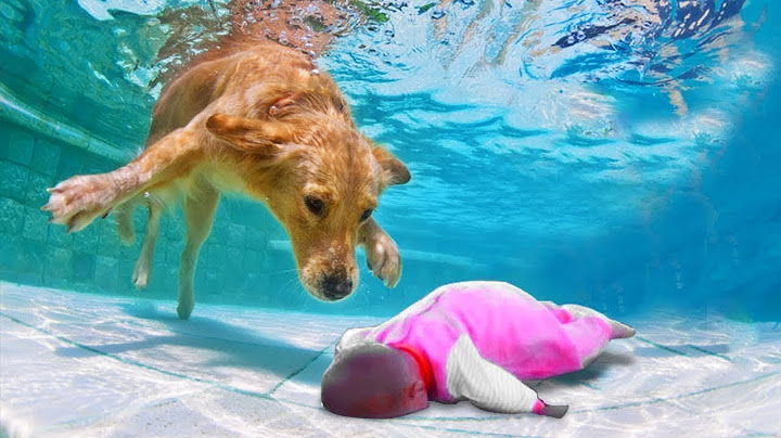 Dog Hero Saves Child!