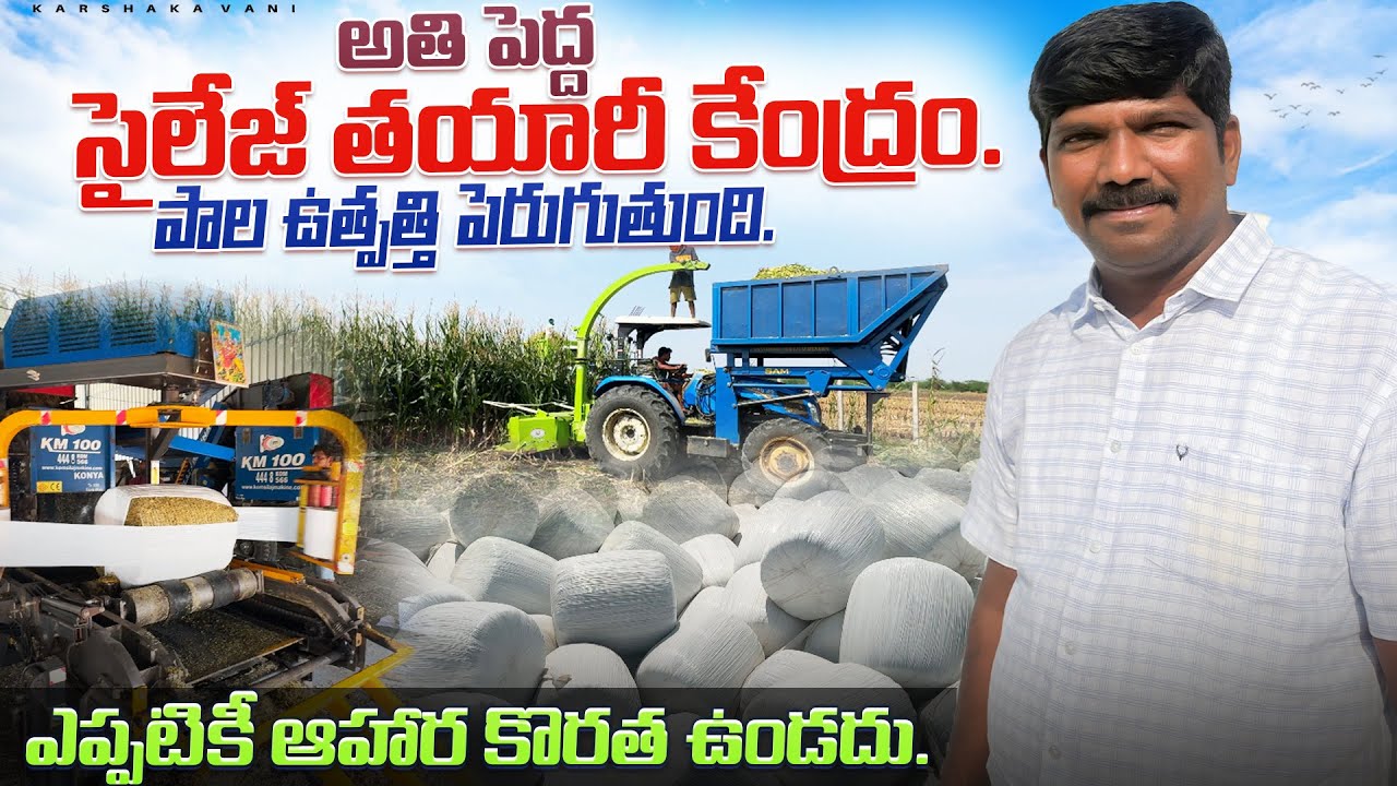 రెండు తెలుగు రాష్ట్రాల్లో అతిపెద్ద సైలేజి తయారీ కేంద్రం |silage for dairy farm|@karshakavani7049