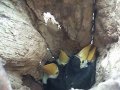 Ninho de tucanos com quatro tucaninhos Toucans nest with four chicks