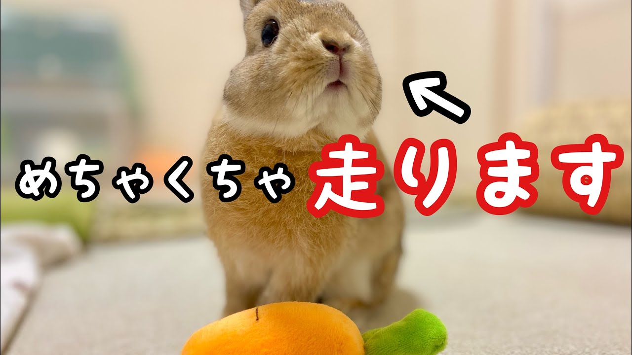 にんじんのおもちゃで遊ぶうさぎのテンションが爆上がりな件【Part51